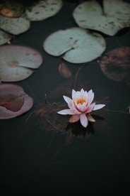 粉色荷花