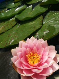粉色荷花