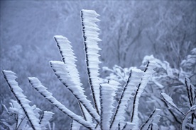 雪树