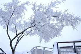 雪树