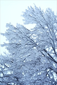 雪树
