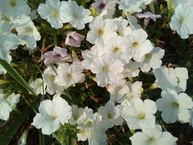 美丽的花