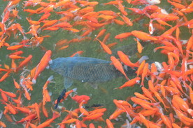 赤无地锦鲤