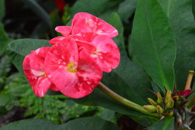 刺梅花