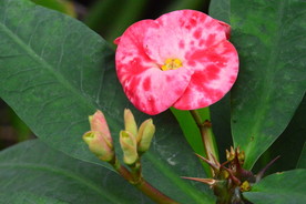 刺梅花