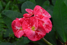 刺梅花