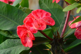 刺梅花