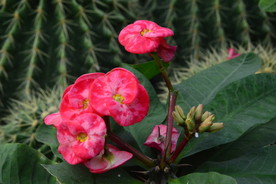 刺梅花