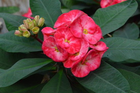 刺梅花