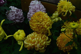 雨后秋菊