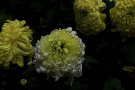 雨后秋菊