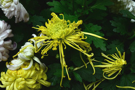 雨后秋菊