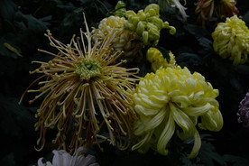 雨后秋菊