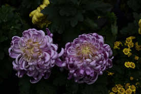 雨后秋菊