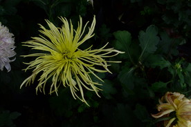 雨后秋菊