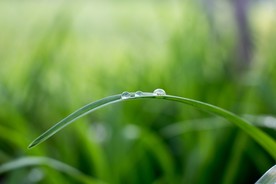 叶子上的水滴图片