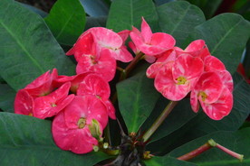 刺梅花
