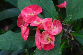 刺梅花