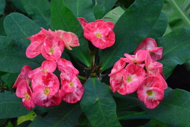 刺梅花