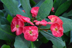 刺梅花