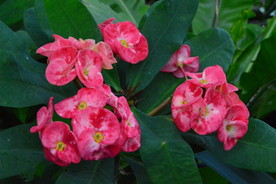 刺梅花