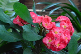 刺梅花