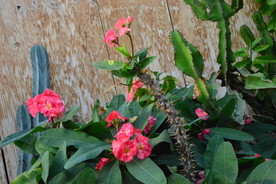 刺梅花