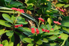 刺梅花