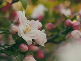 洁白的花朵