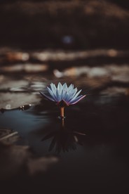 盛开的荷花
