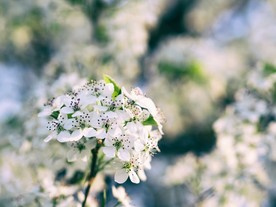 洁白的花朵
