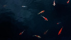 河里的金鱼