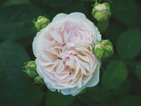 洁白的花朵
