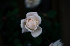 洁白的花朵