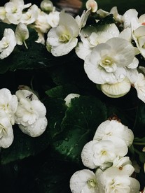 洁白的花朵