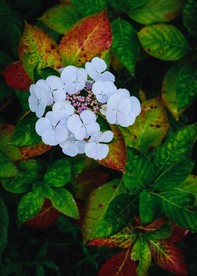 洁白的花朵