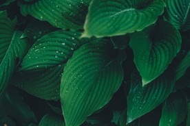 植物绿叶