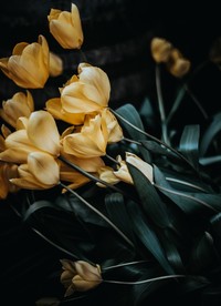 盛开的花朵