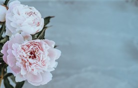洁白的花朵
