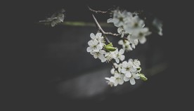 洁白的花朵