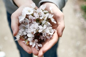 手中的花朵