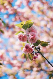 盛开的樱花
