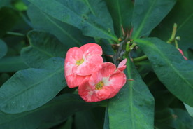 刺梅花