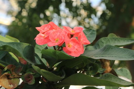 刺梅花