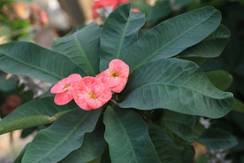 刺梅花