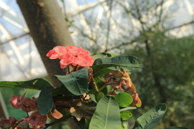 刺梅花