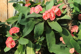 刺梅花
