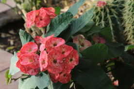 刺梅花