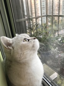 英短猫