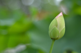 荷花蕾